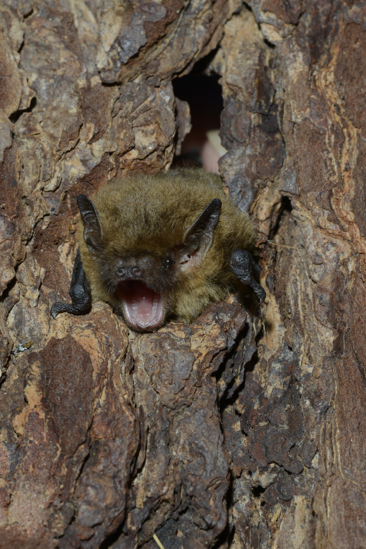 Soprano pipistrelle by David Mower