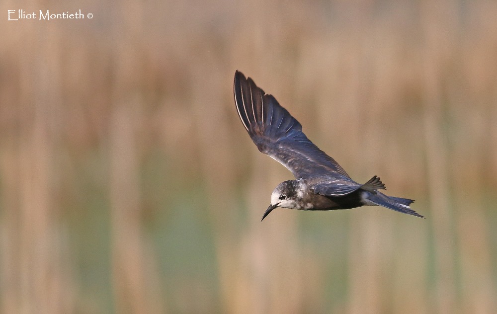 'American' Black Tern