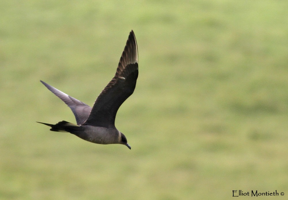 Arctic Skua