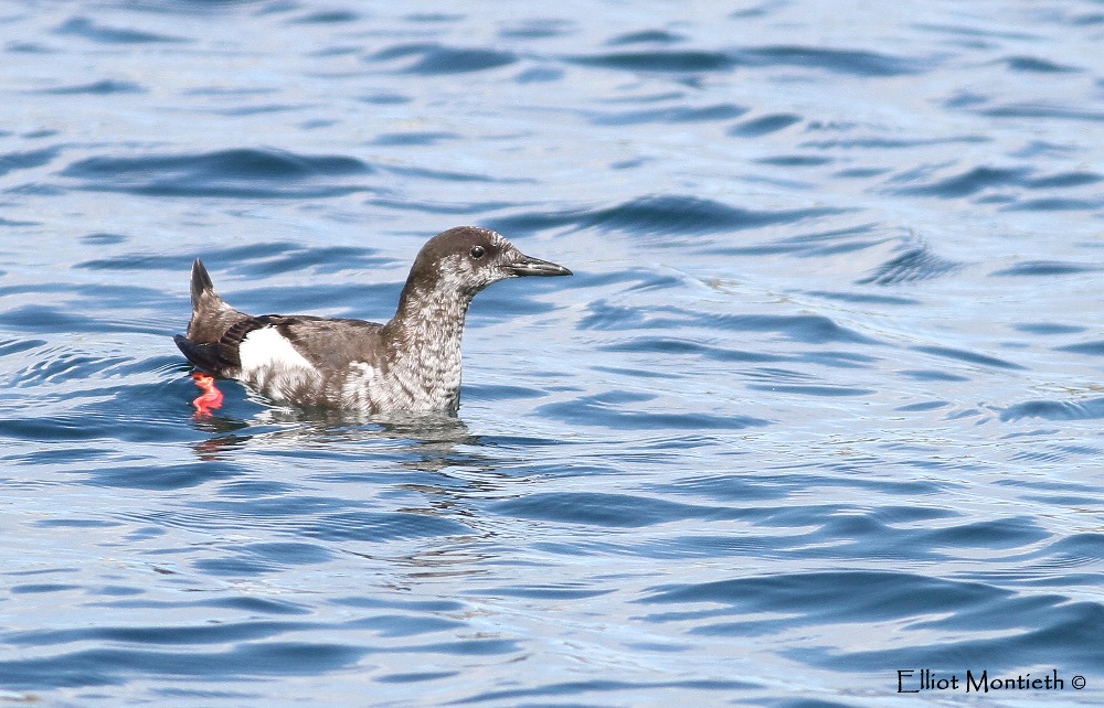 Black Guillemot