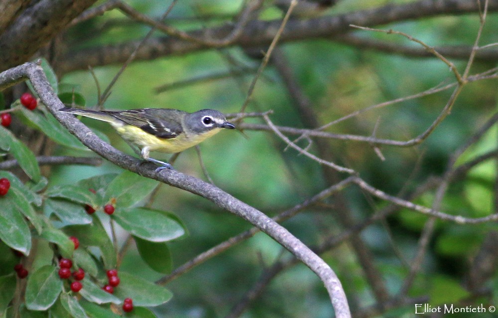 Blue-headed Vireo