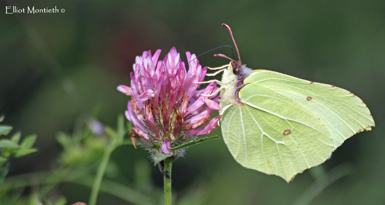 Brimestone Butterfly at Rutland Water