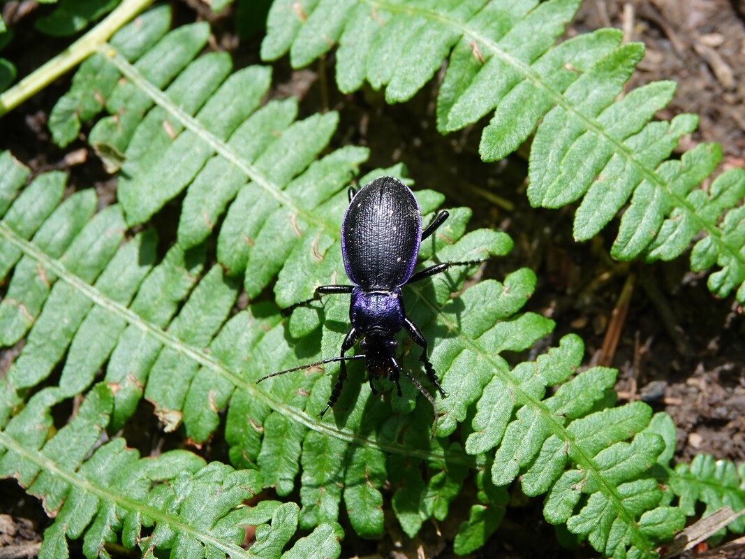 Carabus Problmeticus