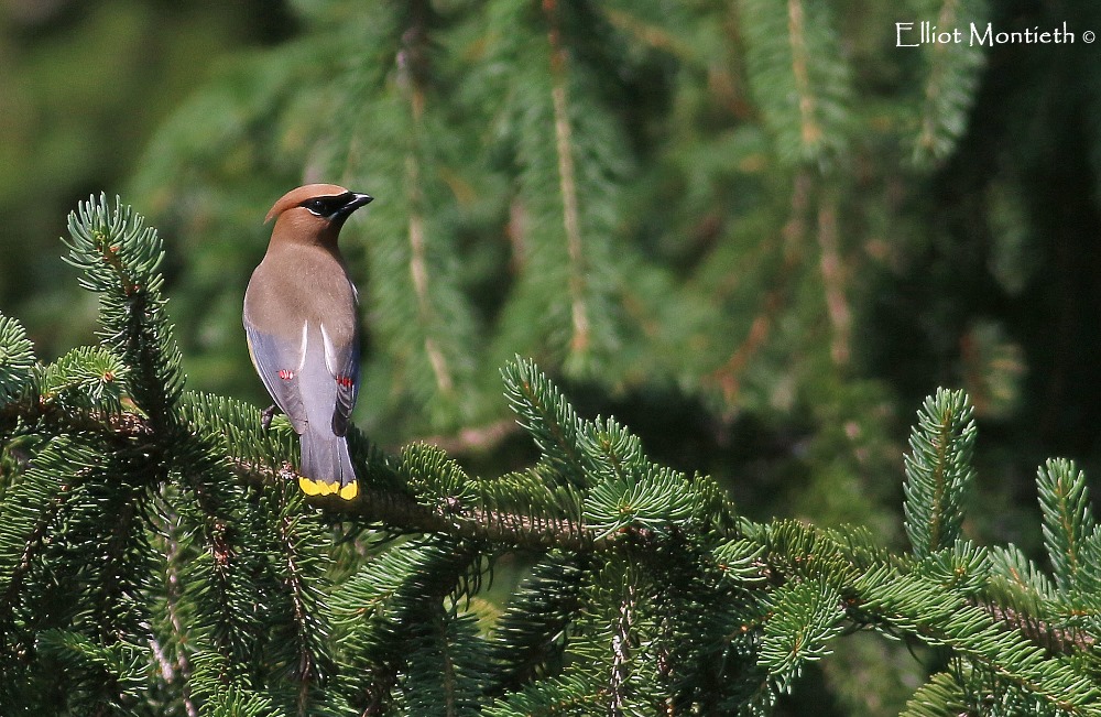 Ceder Waxwing