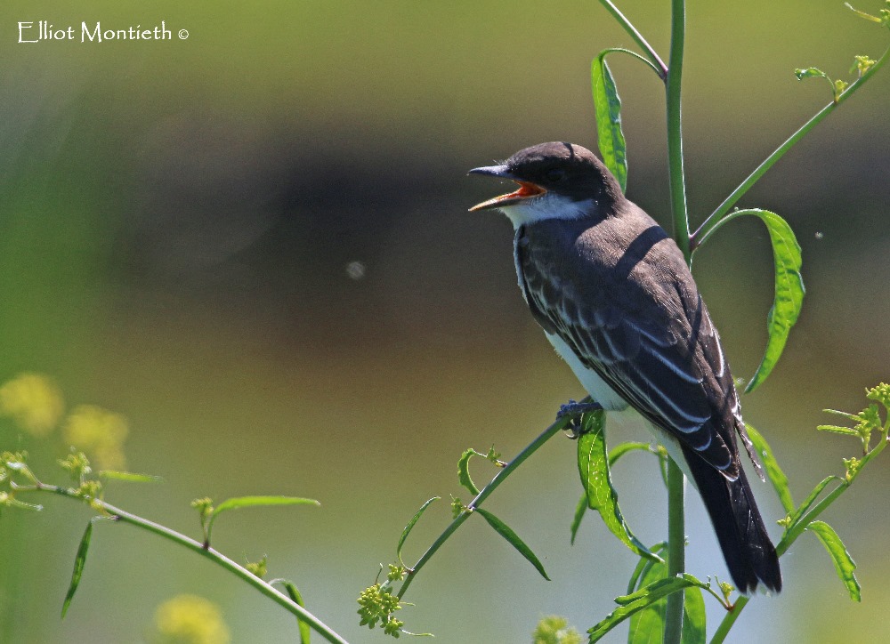 Eastern Kingbird