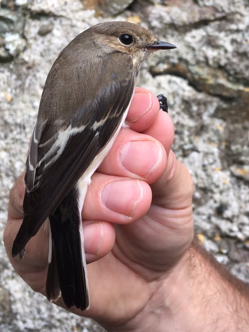 European Pied Flycatcher. Photo: Josh Hill