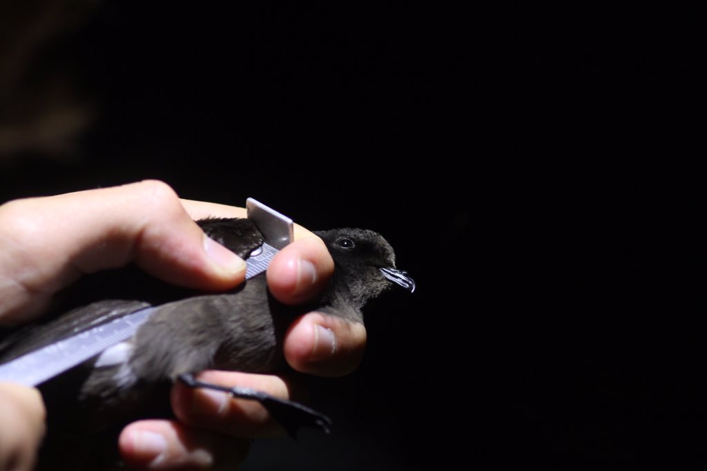 European Storm Petrel: Photo: Josh Hill