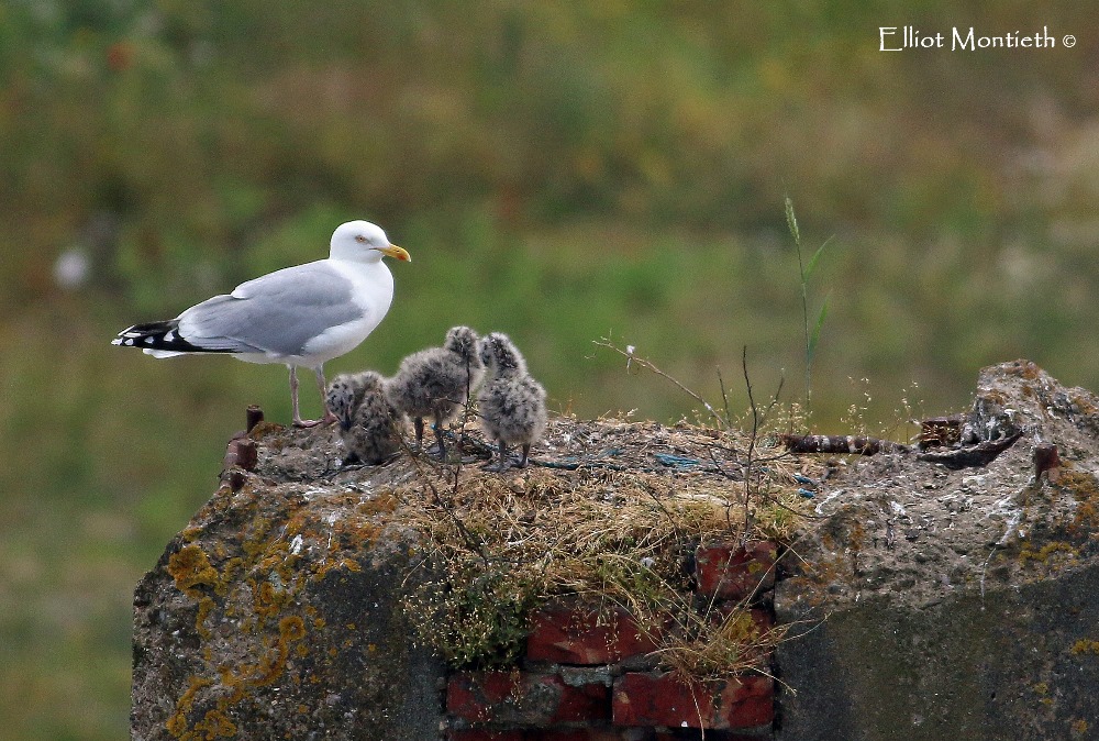 European Herring Gull