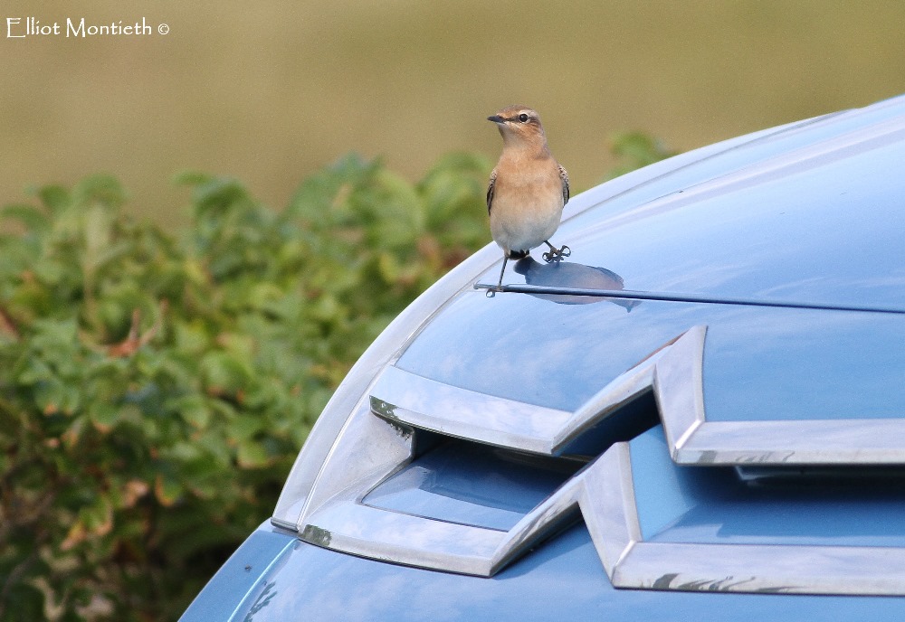 Fair Isle Wheatear