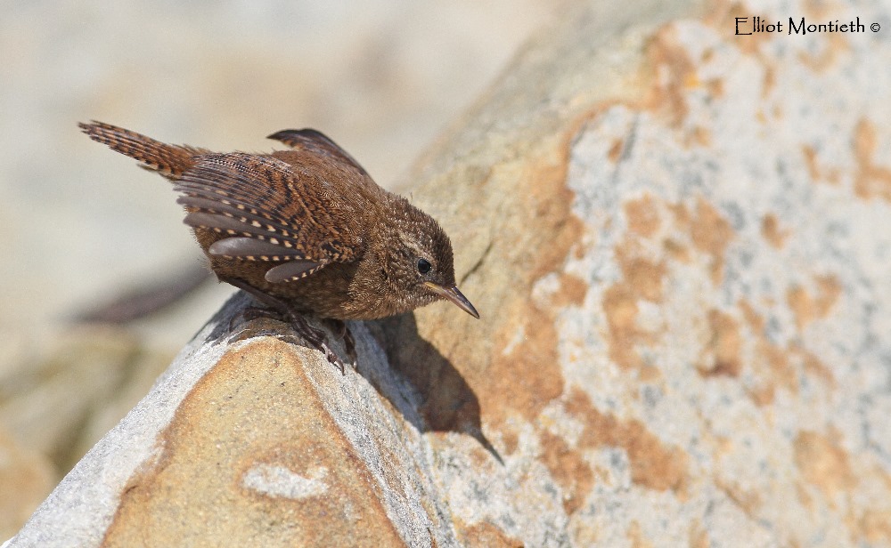 Fair Isle Wren