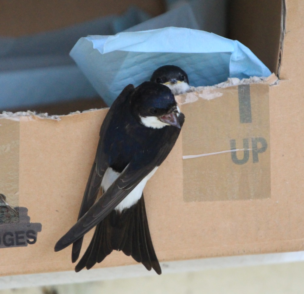 House Martin