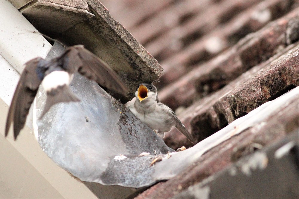 House Martin Chick