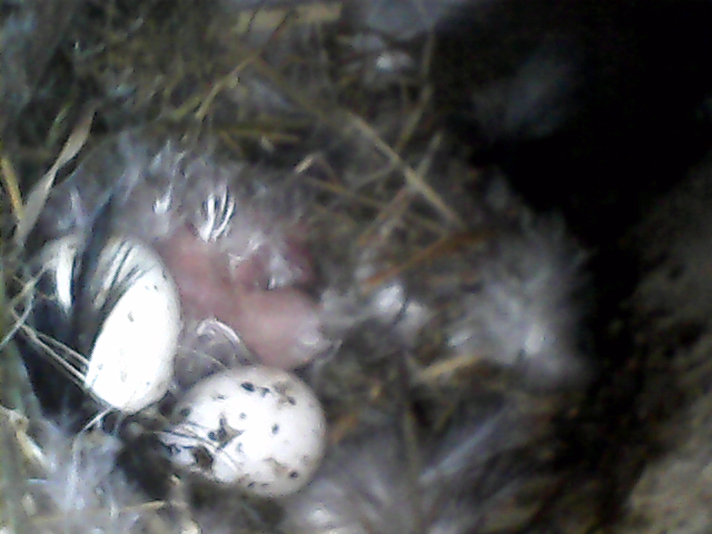 House Martin eggs