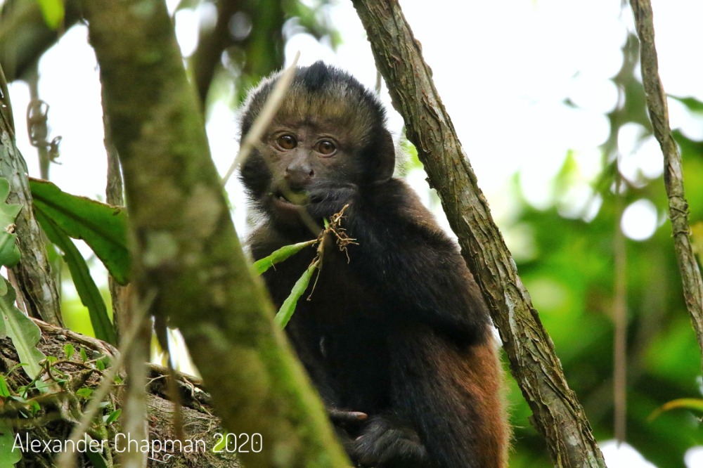 Created Capuchin