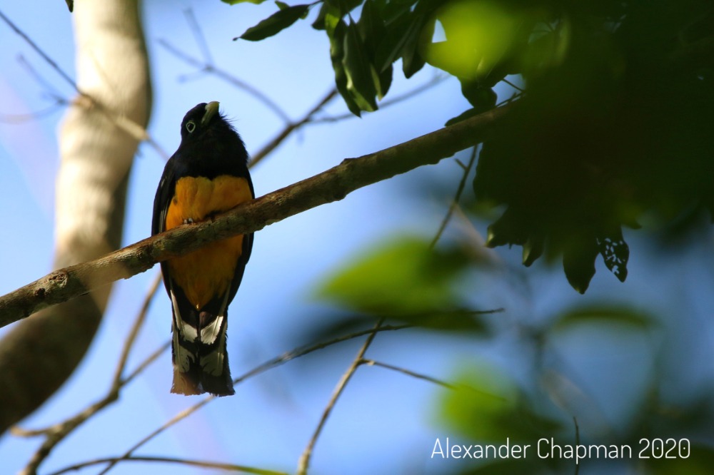 Green backed Trogon