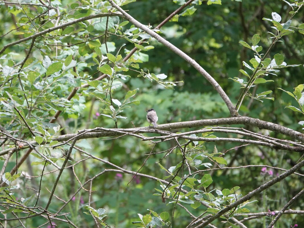 Marsh Tit