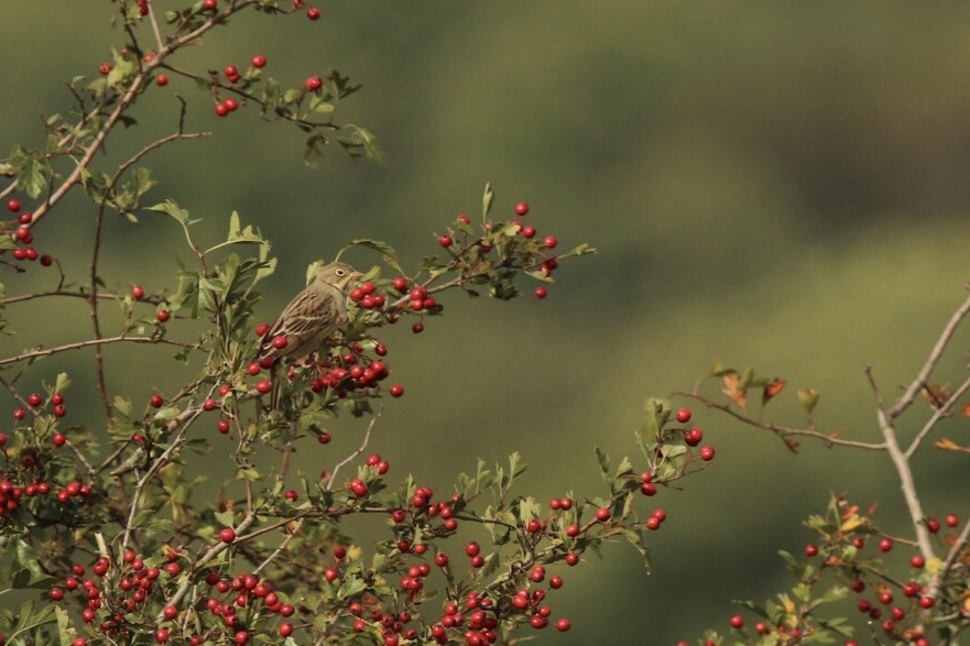 Ortolan Bunting