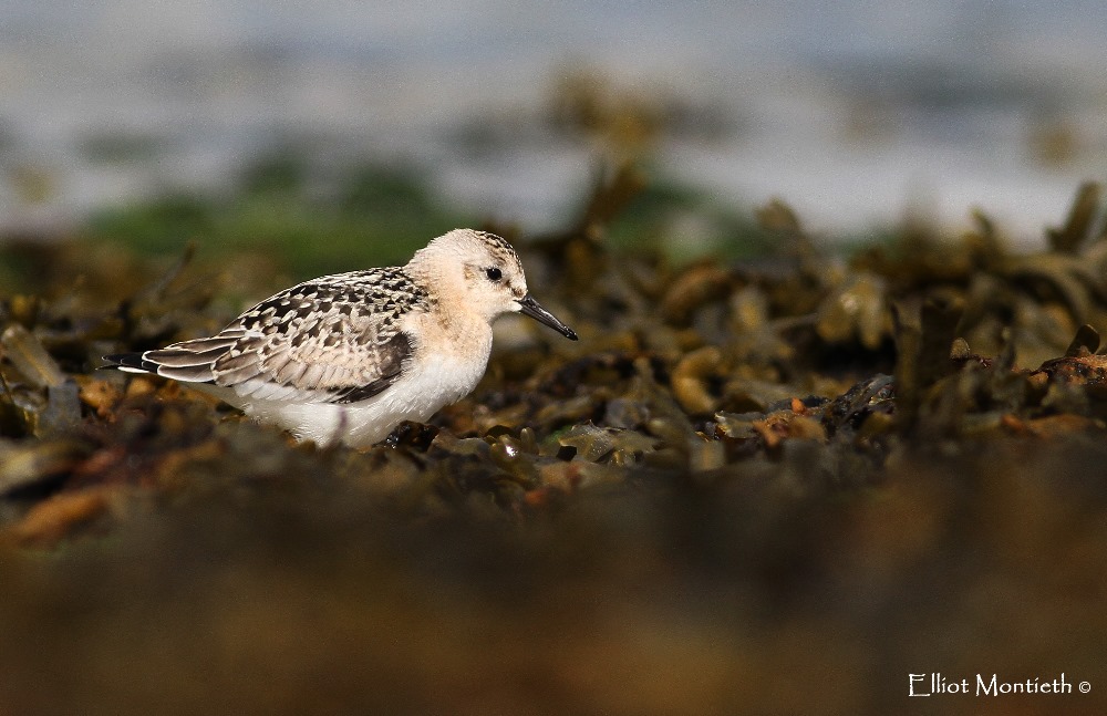 Sanderling