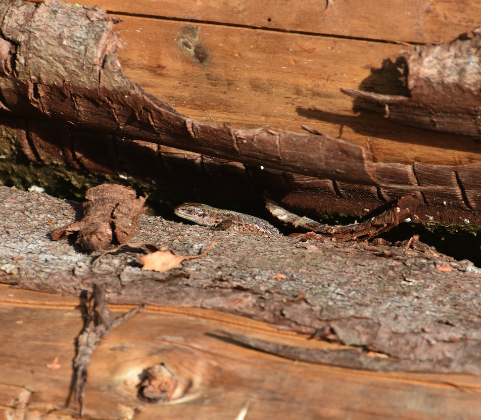 Common Lizard