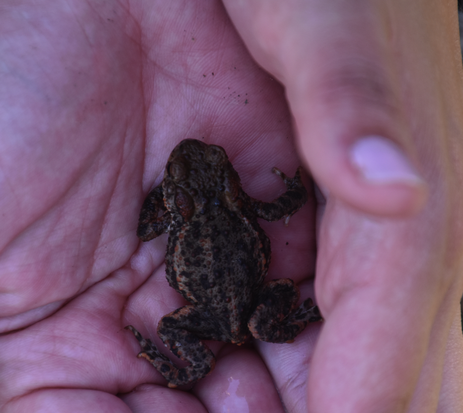 A toadlet