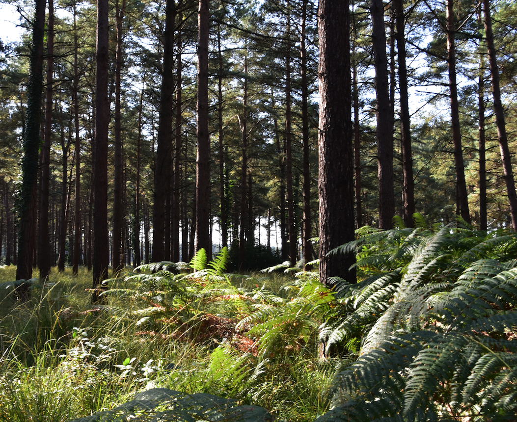 RSPB Franchises Lodge