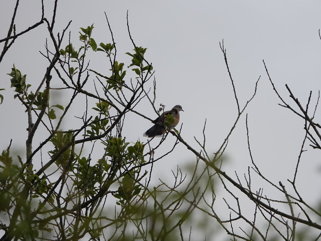 Turtle Dove