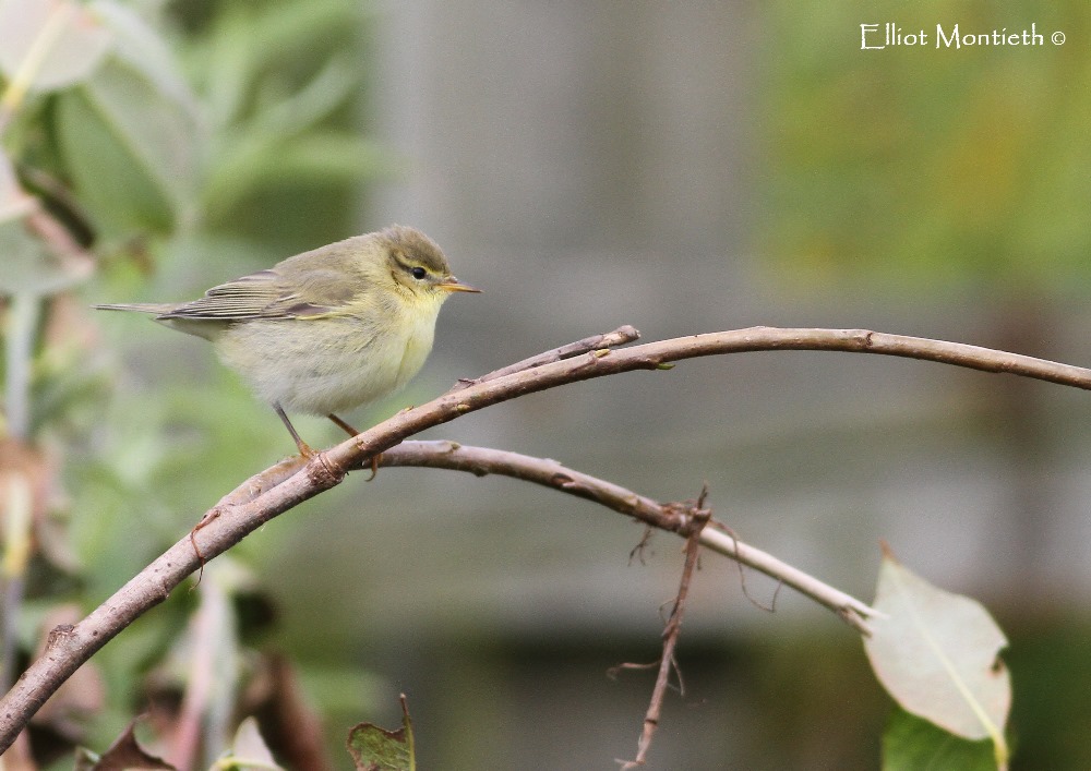 Willow Warbler