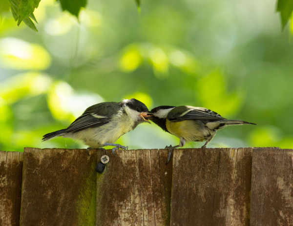 Feeding Time