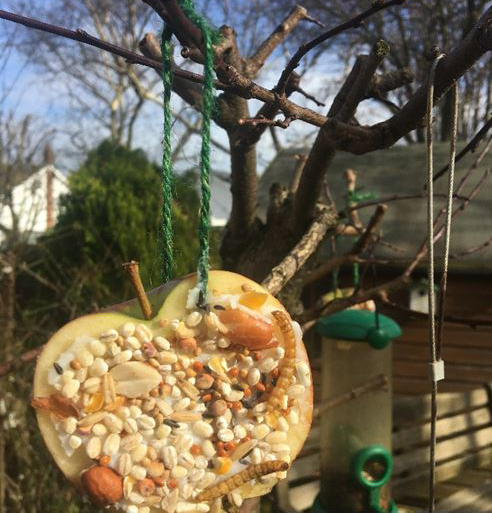 Apple Bird Feeder