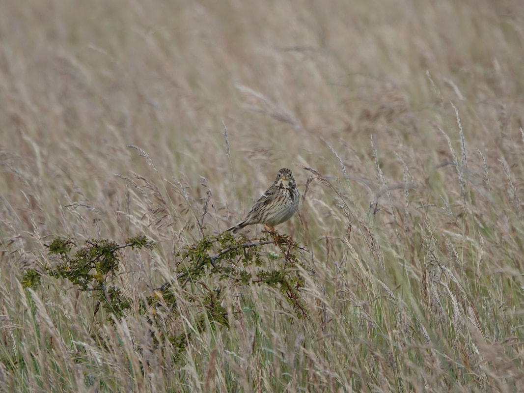 Corn Bunting