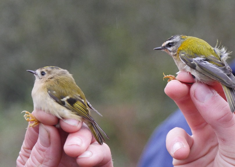 Goldcrests VS Firecrests