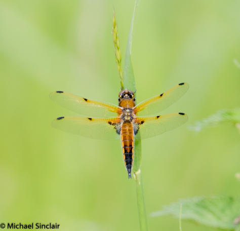 Four-spotted Chaser