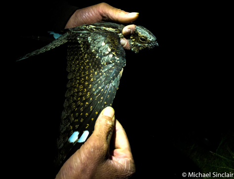 Nightjar