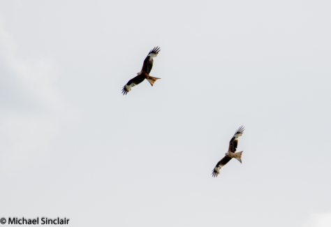 Red Kites