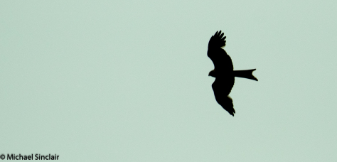 Red Kite