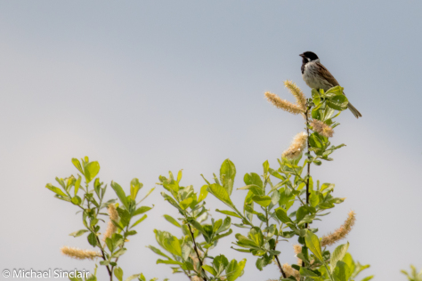 Reed Bunting