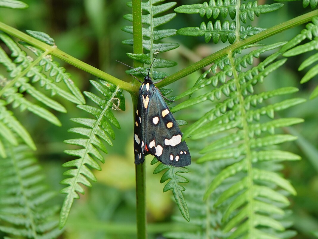 Scarlet Tiger