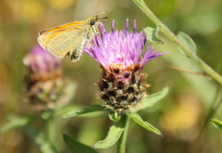 Small Skipper