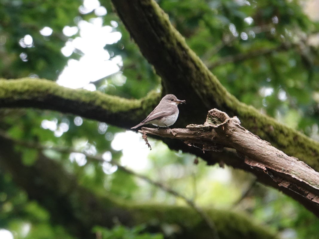 Spotted Flycatcher