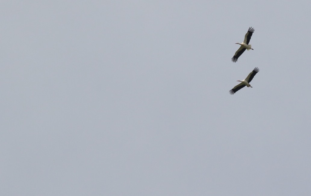 White Storks