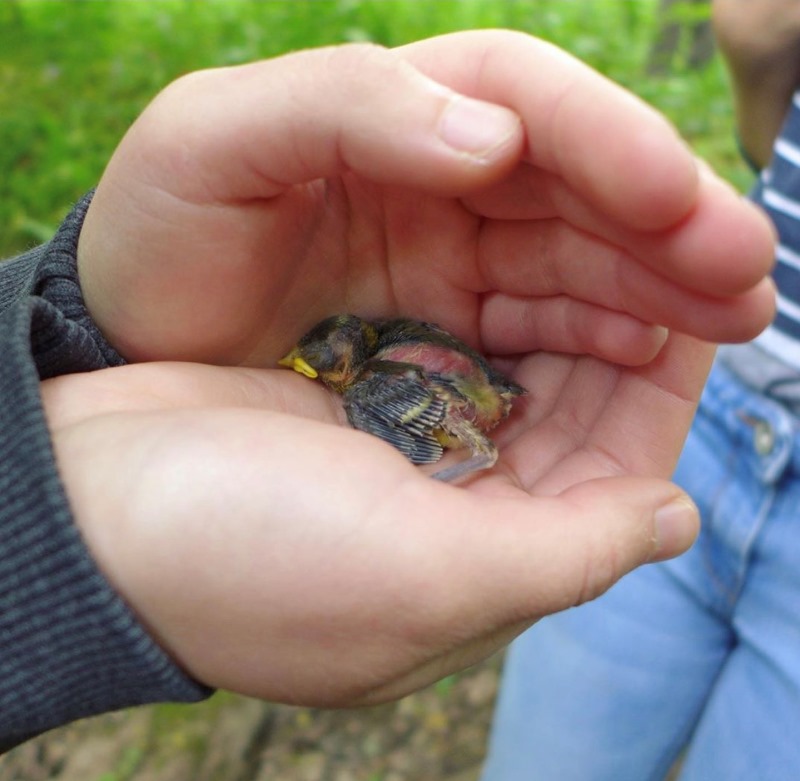 Young Naturalists