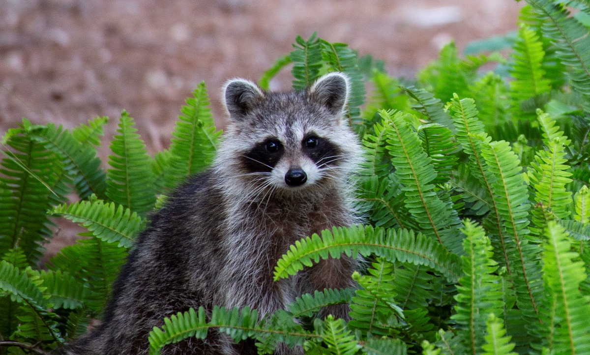 1st Margaret Fykes - Raccoon