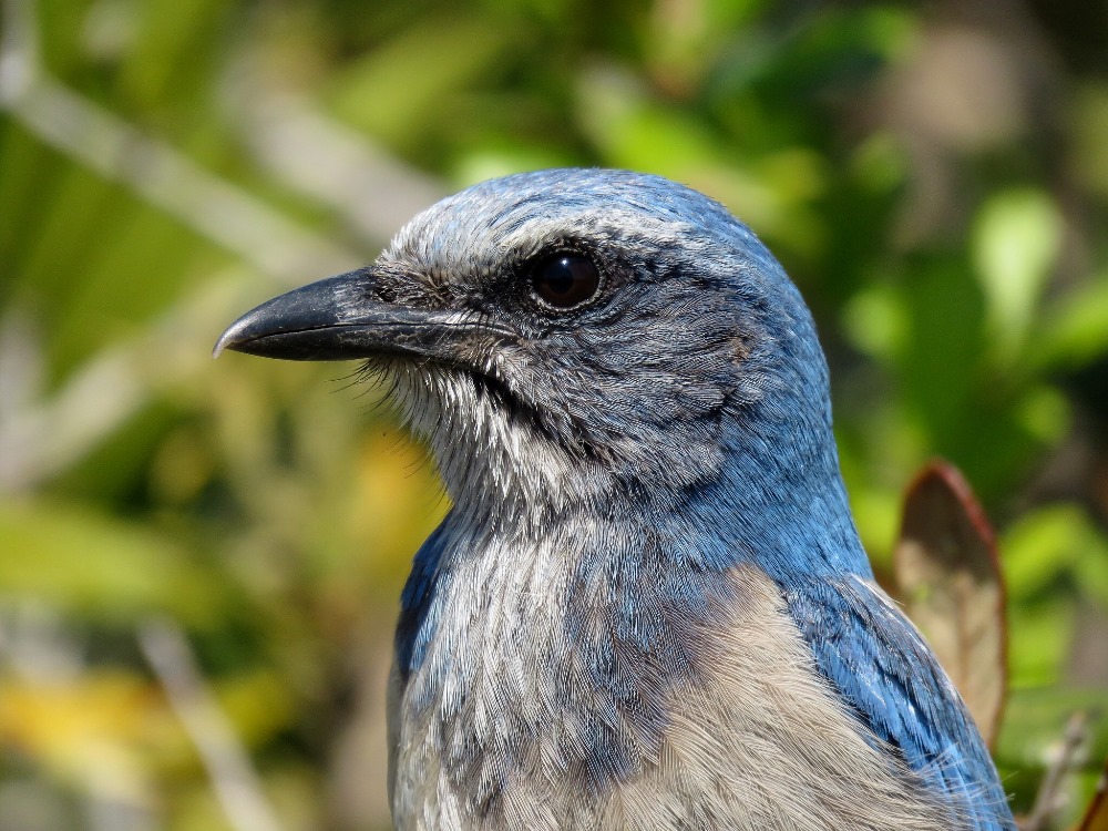  Scrub-Jay