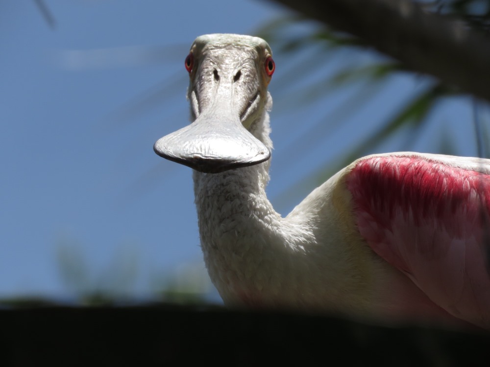 Roseate Spoonbill