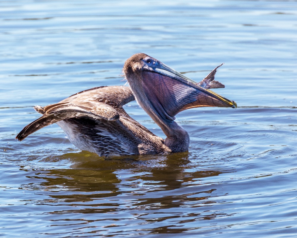 Pelican