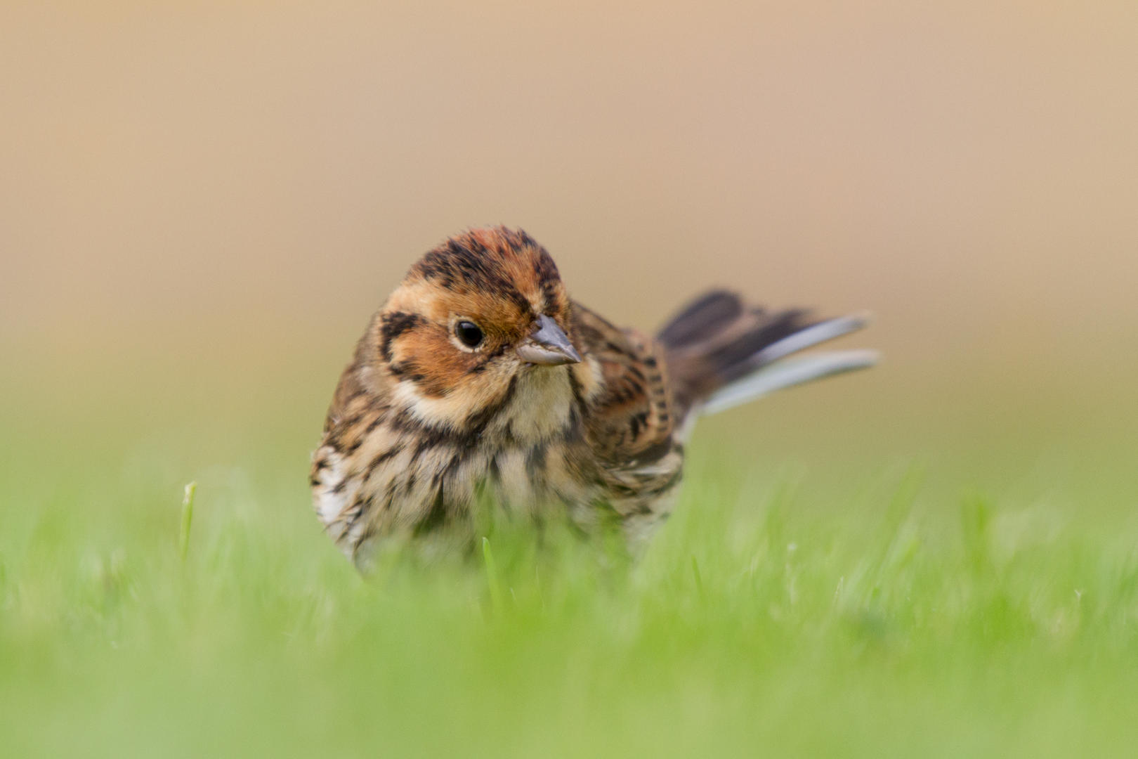 Dirk Hoogenstein: Little Bunting