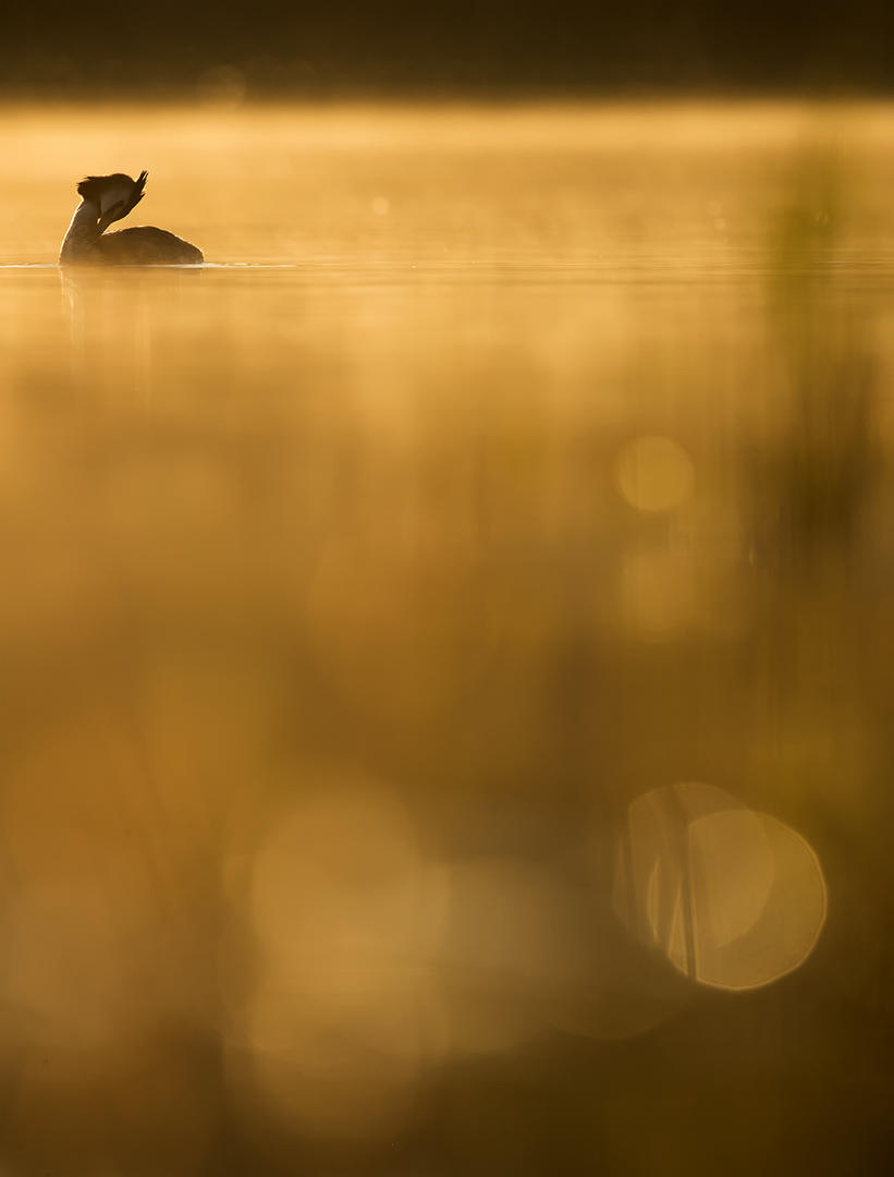 Johan Carlberg: Crested Grebe morning