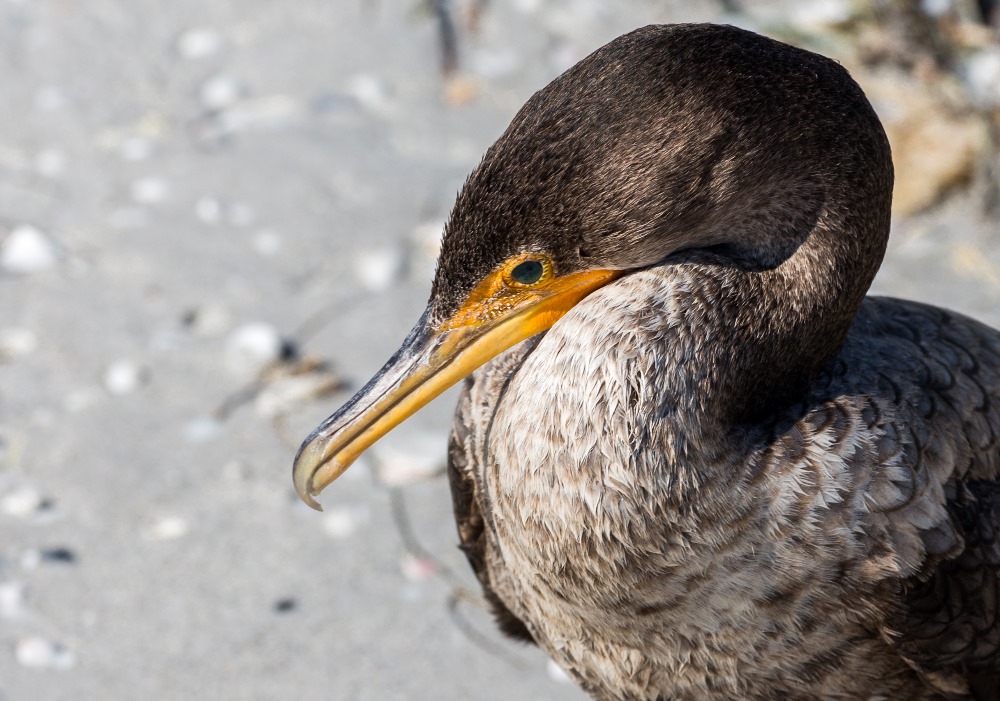 Sleeping Cormorant