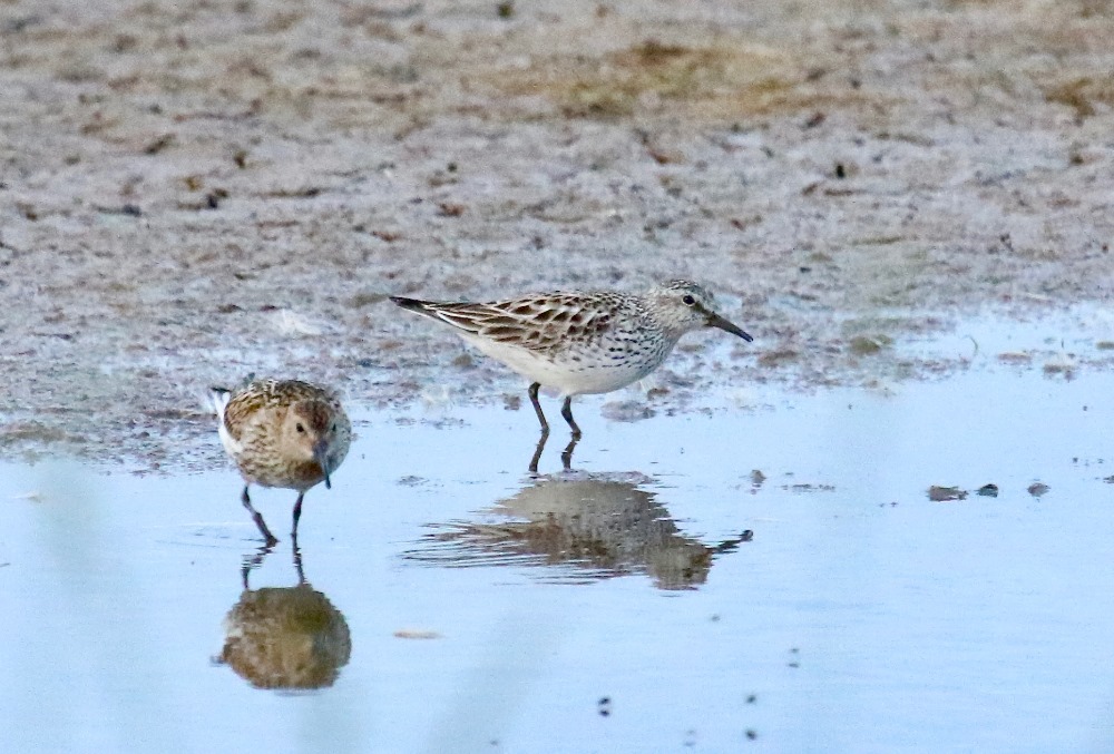 White-rumped Sandpiper