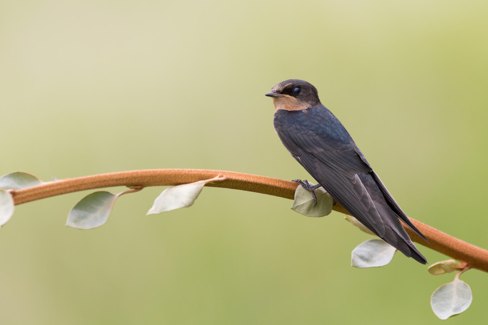House Swallow